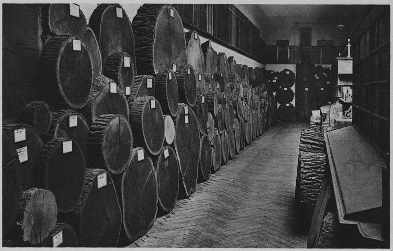Carte postale ancienne Wood samples, Ecole nationale des eaux et forêts in Nancy, France à Nancy