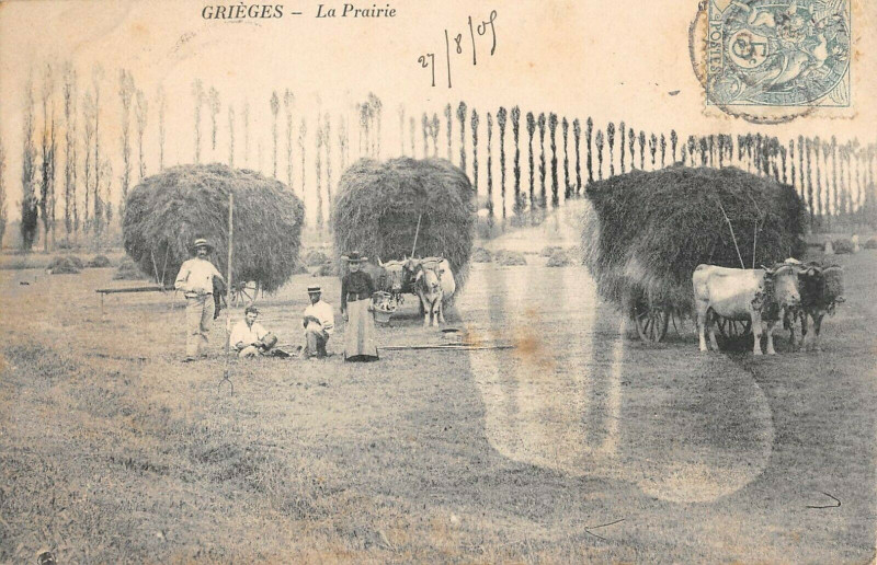 Carte postale ancienne Grieges La Prairie à Grièges