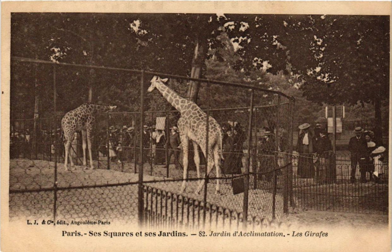 Carte postale ancienne Jardin d'Acclimatation - Les Girafes à Neuilly-sur-Seine