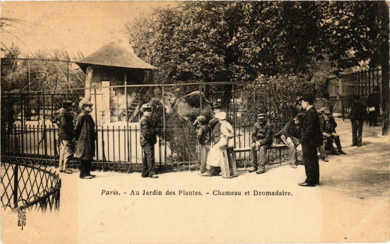 Carte postale ancienne Paris 5e Au Jardin des Plantes Chameau et Dromadaire à Paris 5e