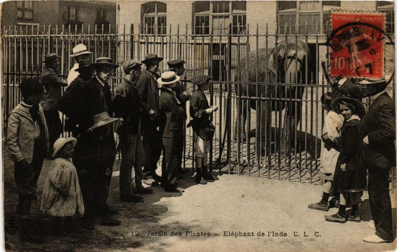 Carte postale ancienne Paris 5e Jardin des Plantes Eléphant de l'Inde à Paris 5e