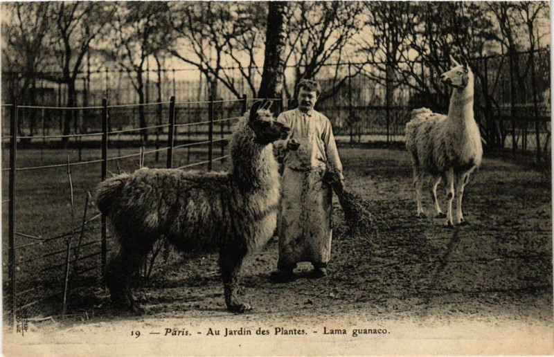 Carte postale ancienne Paris 5e Au Jardin des Plantes Lama guanaco à Paris 5e