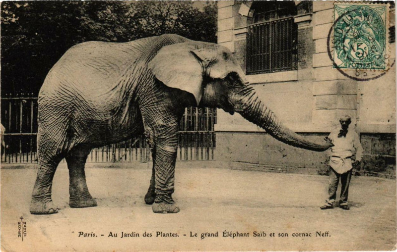 Carte postale ancienne Paris 5e Au Jardin des Plantes grand Eléphant Saib son cornac à Paris 5e