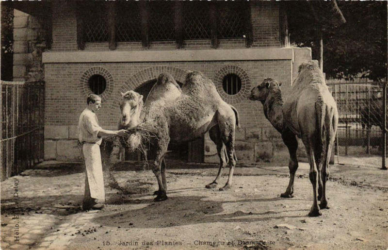 Carte postale ancienne Paris 5e Jardin des Plantes Chameau et Dromadaire à Paris 5e