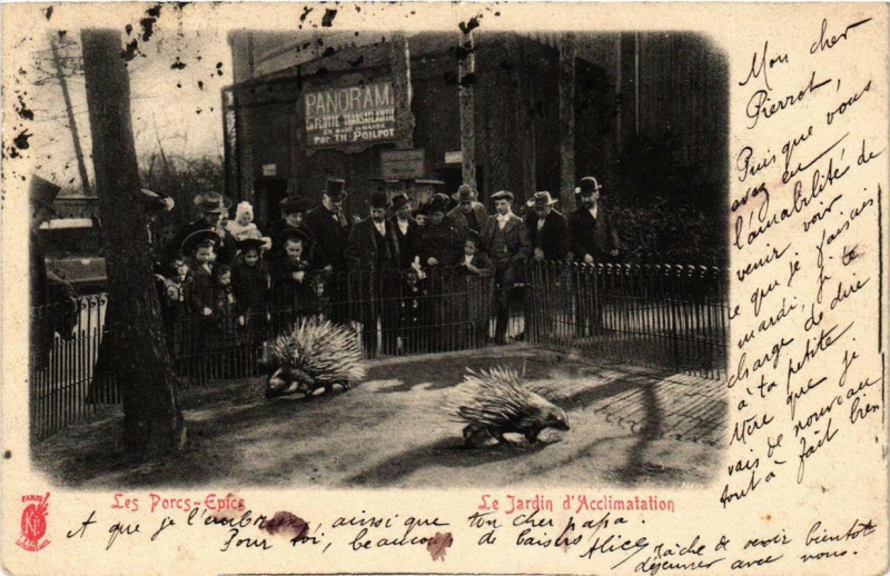 Carte postale ancienne Le Jardin d'Acclimatation - Les Porcs-Epics à Neuilly-sur-Seine