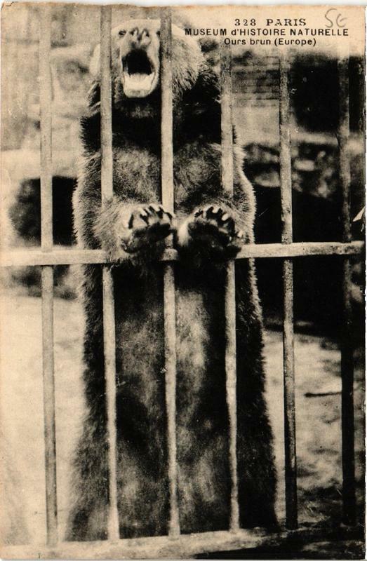 Carte postale ancienne Paris (5e) Museum d'Histoire Naturelle Ours Brun à Paris 5e
