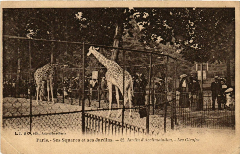 Carte postale ancienne Jardin d'Acclimatation - Les Girafes à Neuilly-sur-Seine