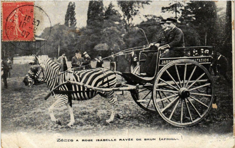 Carte postale ancienne Jardin d'Acclimatation - Zèbre a robe Isabelle rayée de brun à Paris