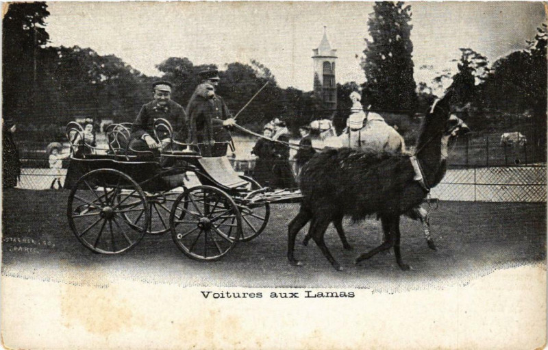 Carte postale ancienne La Voiture aux Lamas - Jardin Zoologique d'Acclimatation de Paris à Neuilly-sur-Seine