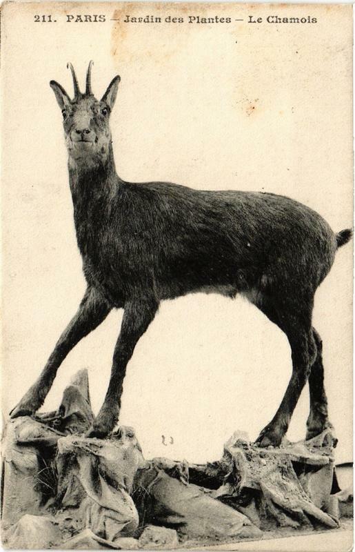 Carte postale ancienne Paris (5e) Jardin des Plantes. Le Chamois à Paris 5e