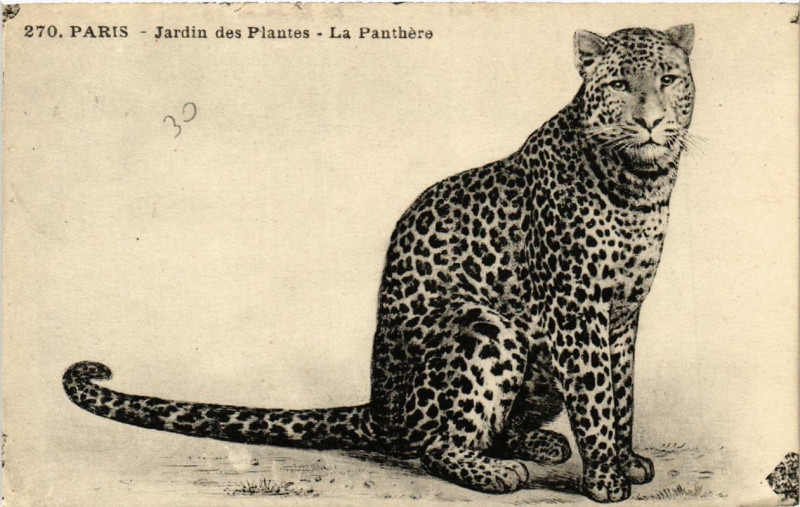 Carte postale ancienne Paris (5e) Jardin des Plantes. La Panthere à Paris 5e