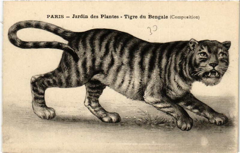 Carte postale ancienne Paris (5e) Jardin des Plantes. Tigre du Bengale à Paris 5e