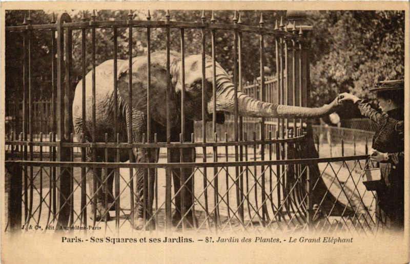 Carte postale ancienne Paris Ses Squares et ses Jardins. 87. Jardin des Plantes à Paris