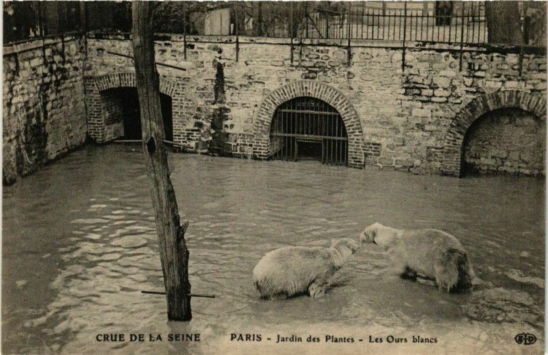Carte postale ancienne Paris Crue de la Seine 1910 Jardin des Plantes Ours blancs à Paris