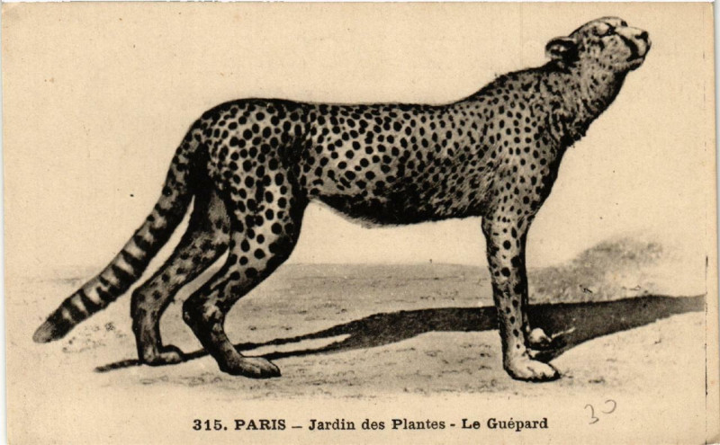 Carte postale ancienne Paris (5e) Jardin des Plantes. Le Guepard à Paris 5e
