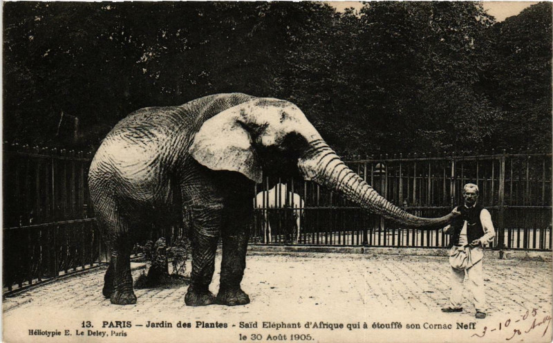 Carte postale ancienne Paris (5e) Jardin des Plantes. Said Elephant d'Afrique à Paris 5e