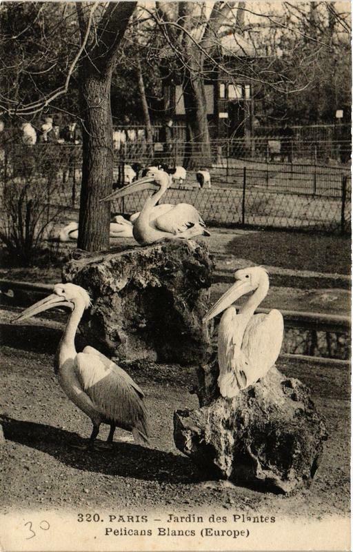 Carte postale ancienne Paris (5e) Jardin des Plantes. Pelicans Blancs à Paris 5e