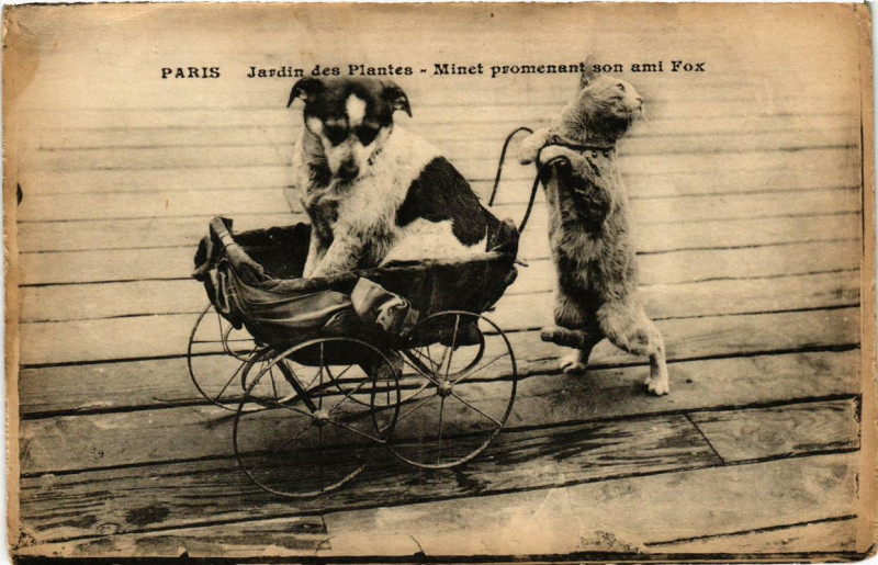 Carte postale ancienne Paris (5e) Jardin des Plantes. Minet promenant son ami Fox à Paris 5e