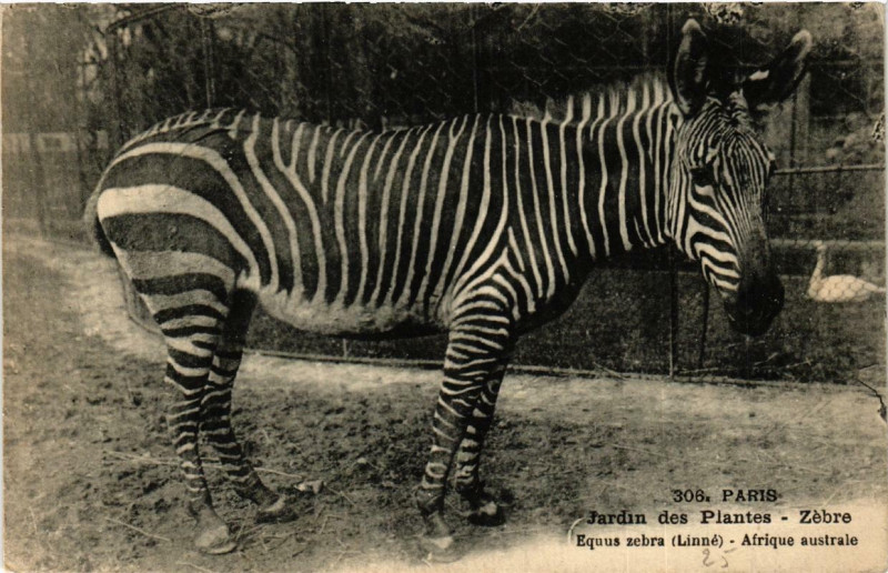 Carte postale ancienne Paris (5e) Jardin des Plantes. Zebre à Paris 5e