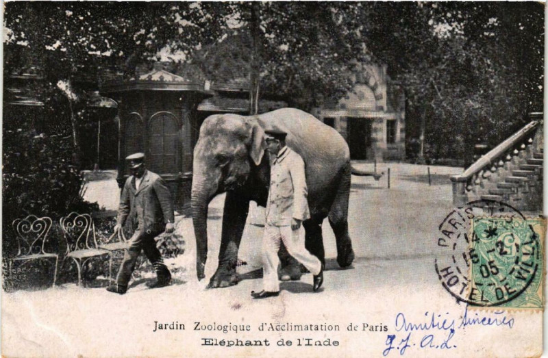 Carte postale ancienne Jardin Zoologique d'Acclimatation de Paris - Eléphant de l'Inde à Paris 16e