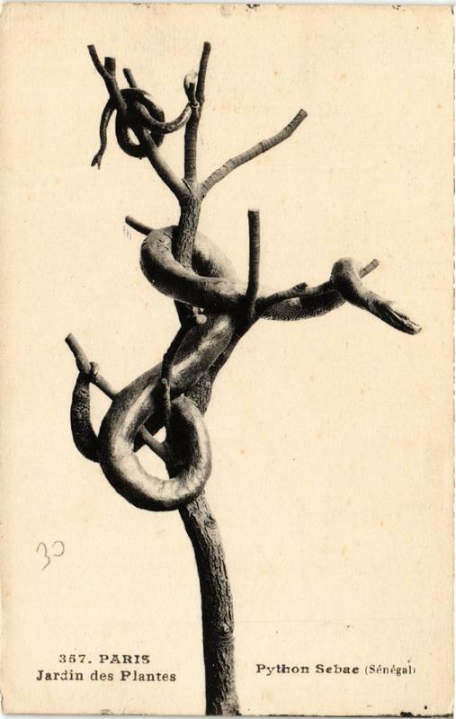 Carte postale ancienne Paris (5e) Jardin des Plantes. Python Sebae à Paris 5e