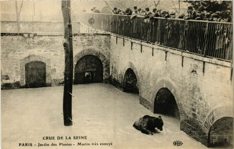 Carte postale ancienne Paris Crue de la Seine 1910 Jardin des Plantes Martin à Paris
