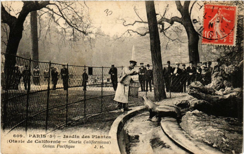 Carte postale ancienne Paris (5e) Jardin des Plantes. Otarie de Californie à Paris 5e