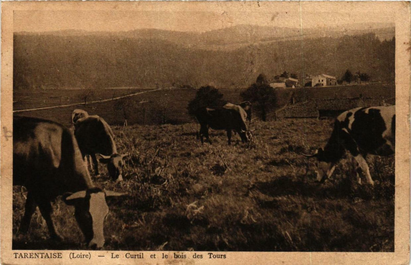 Carte postale ancienne Tarentaize Le Curtil et le bois des Tours