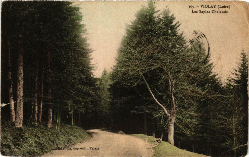 Carte postale ancienne Violay Les Sapins Chalands à Violay