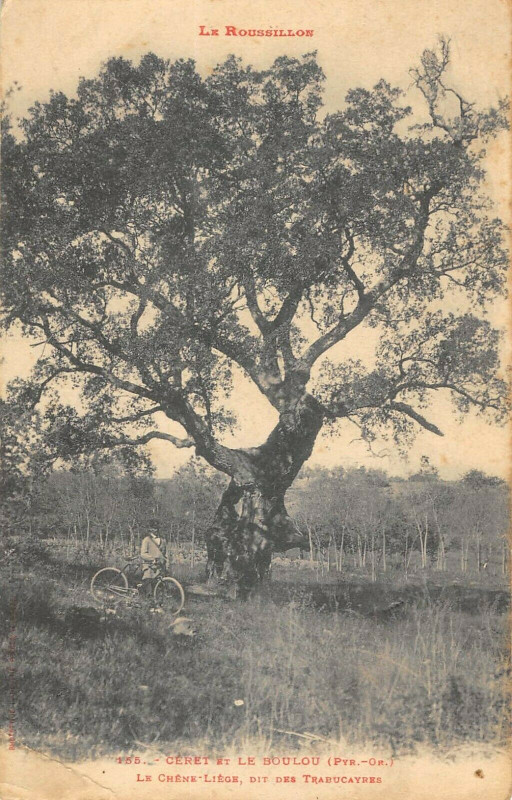 Carte postale ancienne Ceret Et Le Boulou Le Chene Liege Dit Des Trabucayres au Boulou