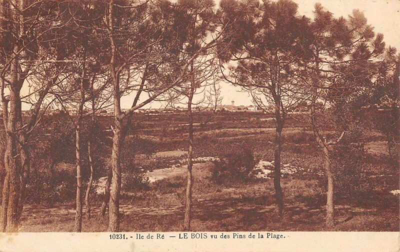 Carte postale ancienne Ile De Re Le Bois Vu Des Pins De La Plage à Bois