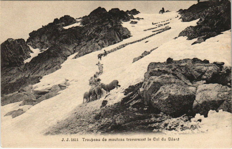 Carte postale ancienne Col du Geant Troupeau de moutins