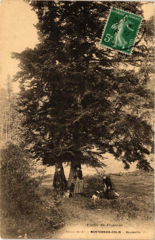 Carte postale ancienne Foret de Ponciat
