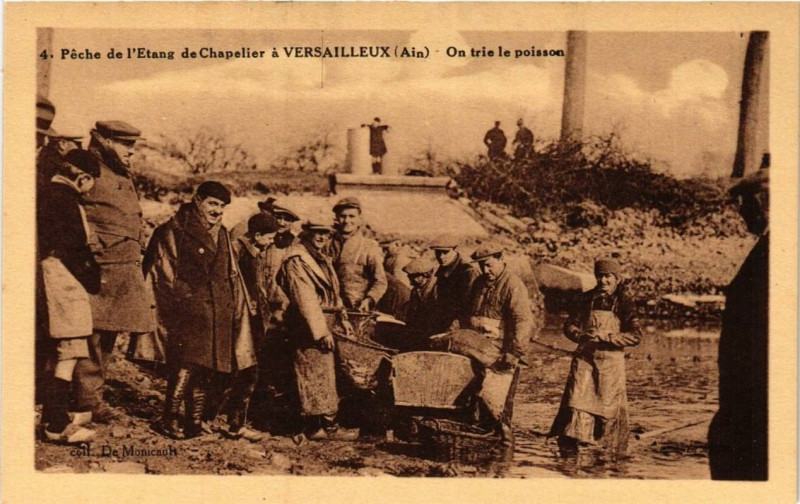 Carte postale ancienne Peche de l'Etang de Chapelier a Versailleux On trie le poisson à Versailleux