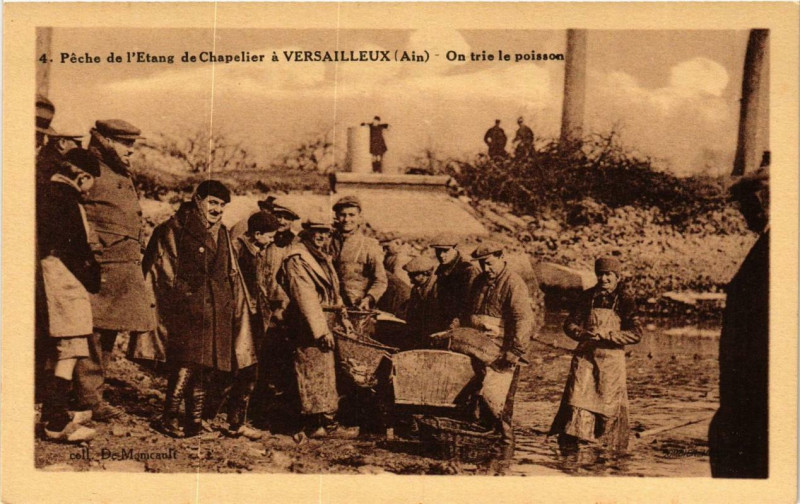 Carte postale ancienne Peche de l'Etang de Chapelier a Versailleux On trie le poisson à Versailleux