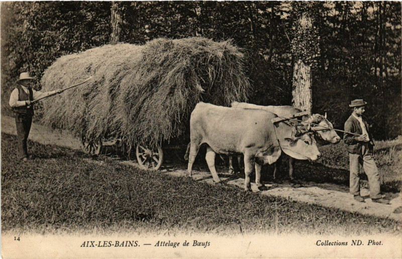 Carte postale ancienne Aix-les-Bains - Attelage de Boeufs à Aix-les-Bains