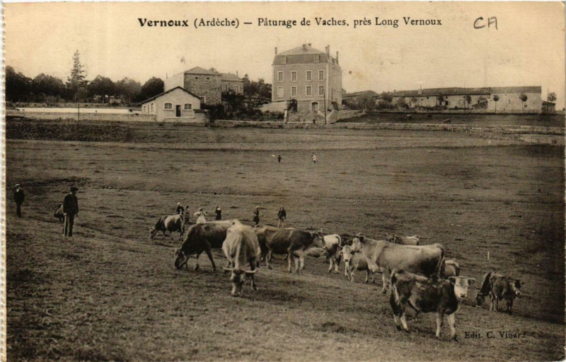 Carte postale ancienne Vernoux Paturage de vaches