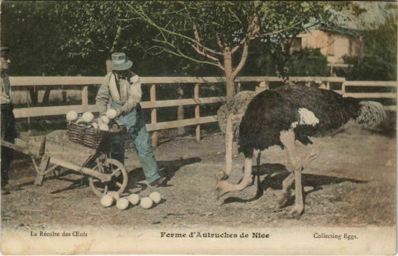 Carte postale ancienne Nice Ferme d'Autruches à Nice