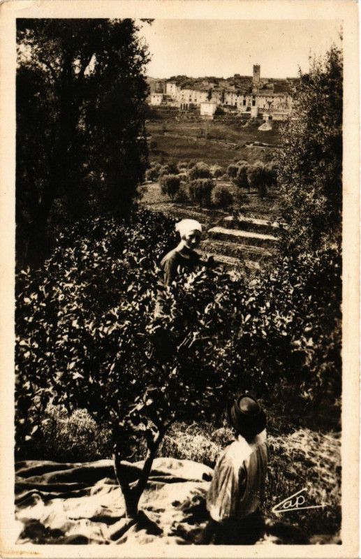 Carte postale ancienne Vence - La cueillette de la fleur d'Oranger à Vence
