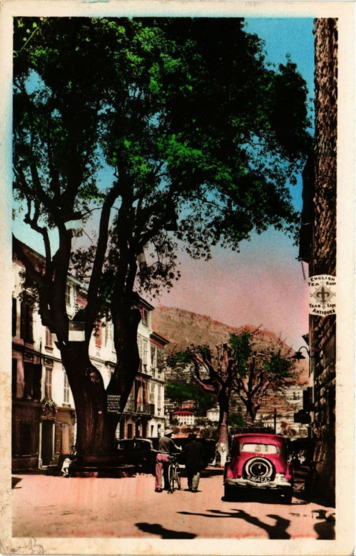 Carte postale ancienne Vence - Vieux Frene de Francois I.er (1538) à Vence