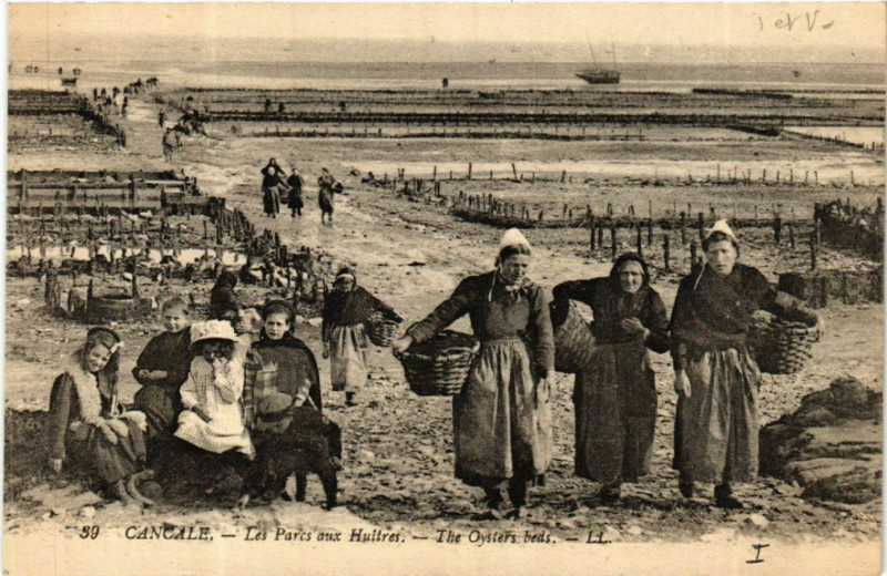 Carte postale ancienne Cancale - Les Parcs aux Huitres - The Oysters beds à Cancale