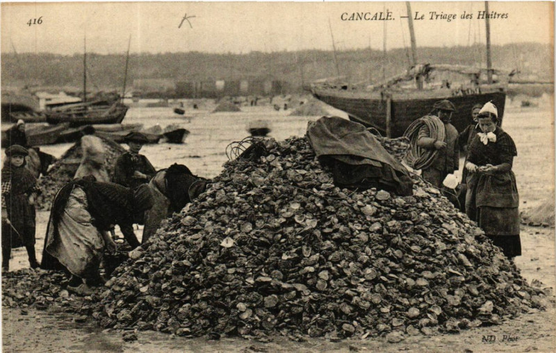 Carte postale ancienne Cancale - La Triage des Hutres à Cancale