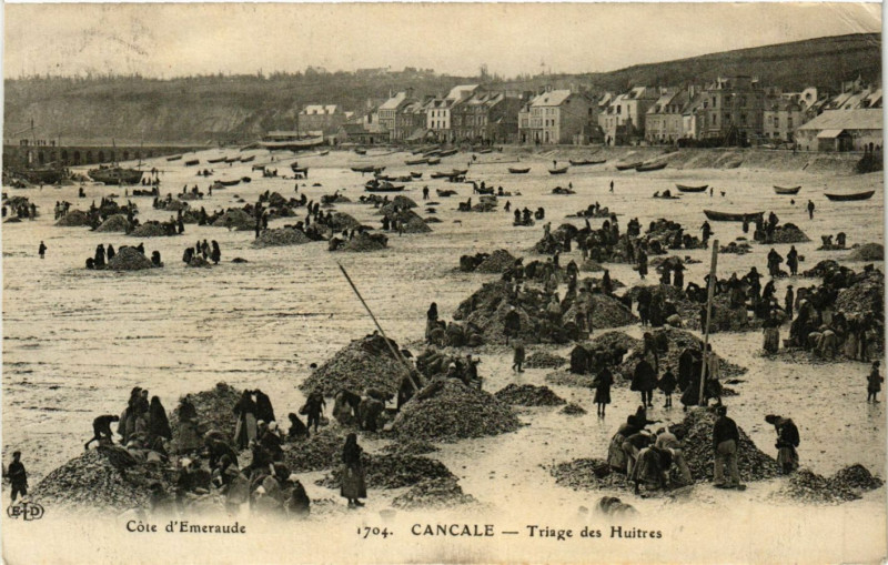 Carte postale ancienne Cancale - Triage des Huitres à Cancale