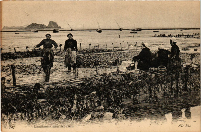 Carte postale ancienne 347  Cancalaises dans les parcs à huîtres