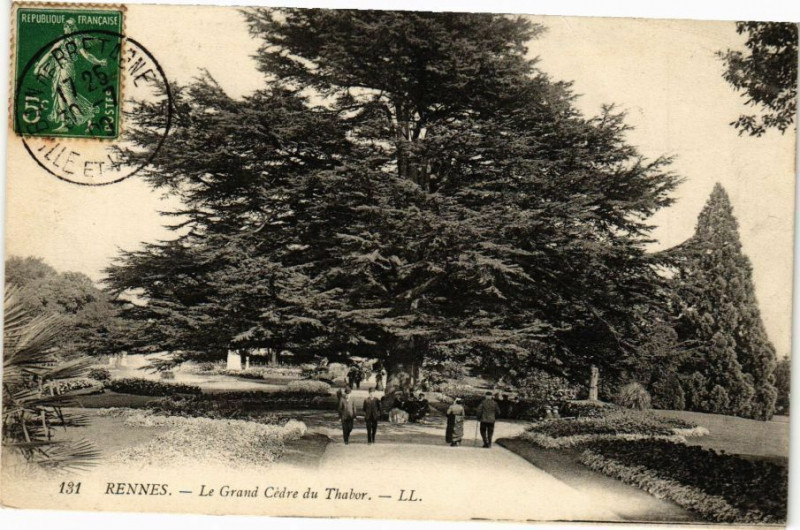 Carte postale ancienne Rennes-Le Grand Cédre du Thabor à Rennes