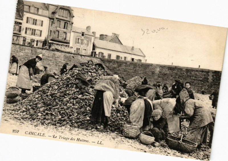 Carte postale ancienne Cancale - Le Triage des Huitres à Cancale