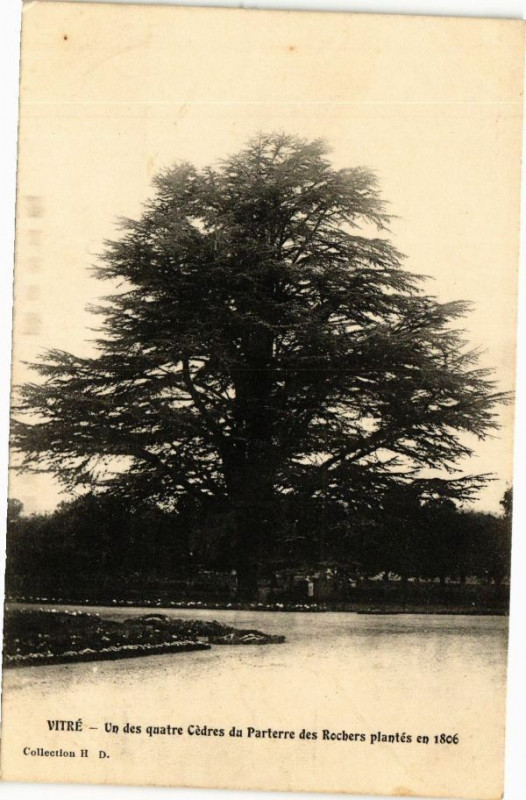 Carte postale ancienne Vitre - Un des quaire Cédres du Parterre des Rochers plantés en à Vitré