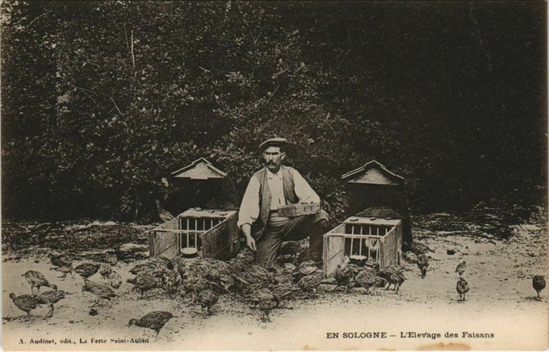 Carte postale ancienne Menestreau-en-Vilette en Sologne Elevage des Faisans