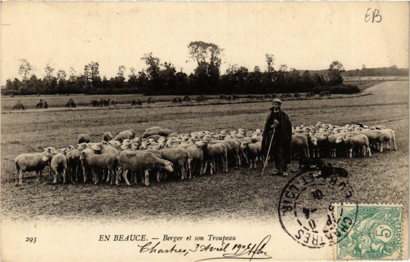 Carte postale ancienne En Bauce - Berger et son Troupeau