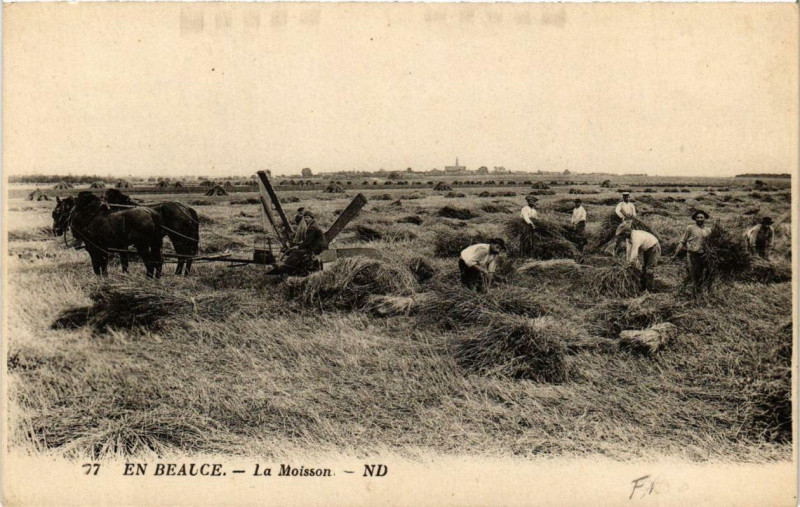 Carte postale ancienne En Bauce - La Moisson